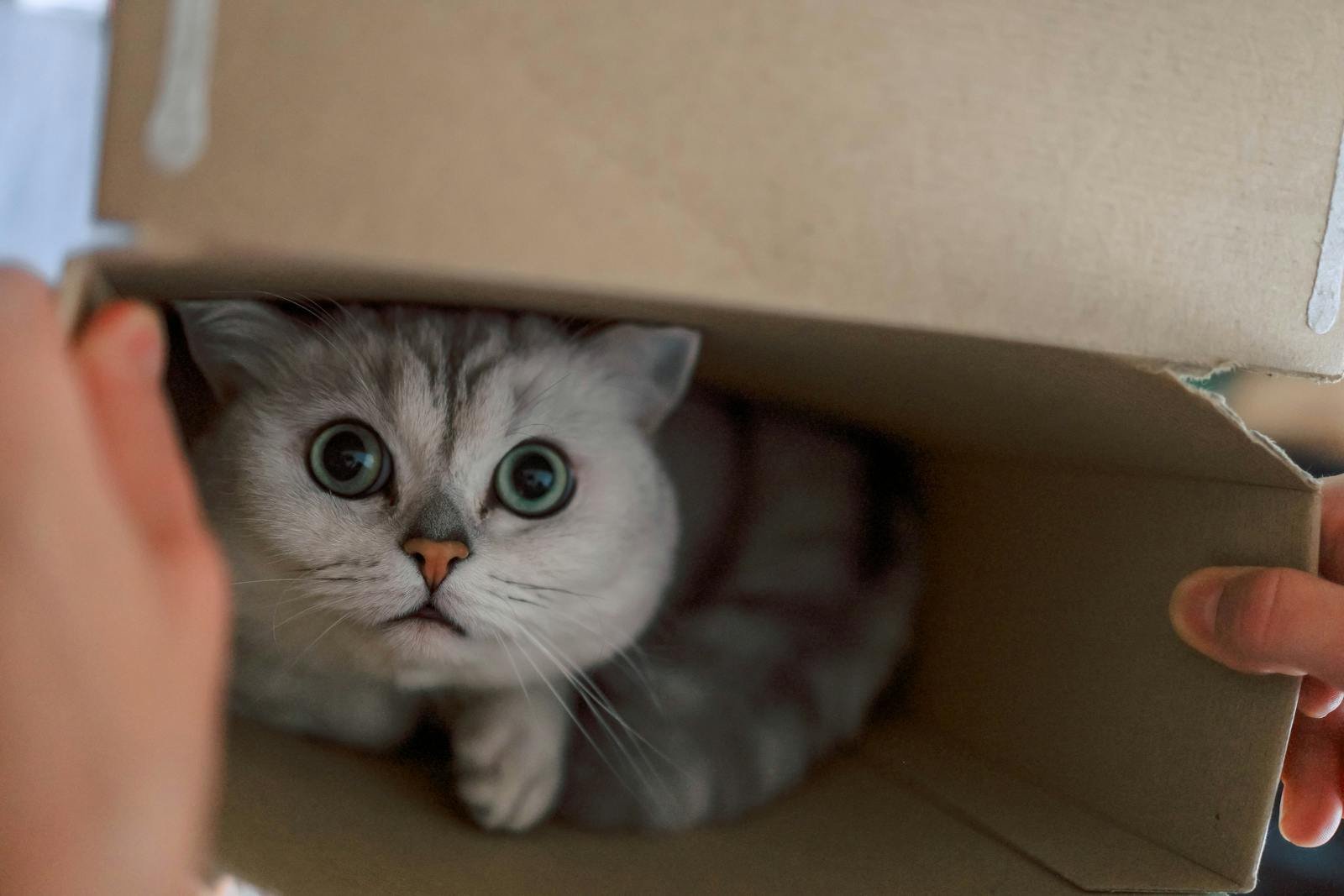 A cute British Shorthair cat peeks out from a cardboard box, showcasing curiosity and charm.