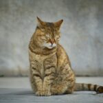 Close-up of a peaceful tabby cat sitting with eyes closed against a concrete background.