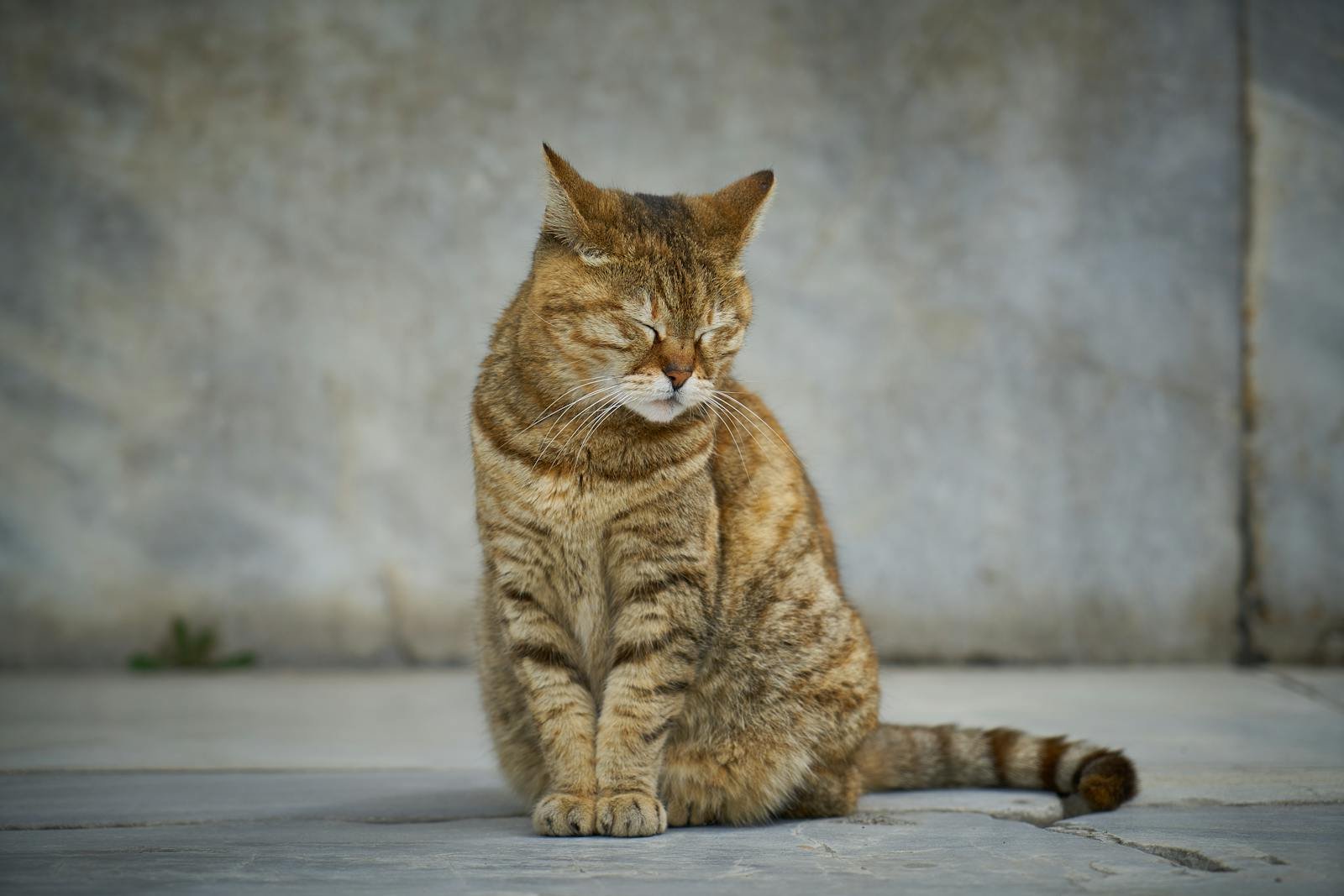Close-up of a peaceful tabby cat sitting with eyes closed against a concrete background.