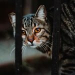 Close-up of a tabby cat peeking through metal railings outdoors.