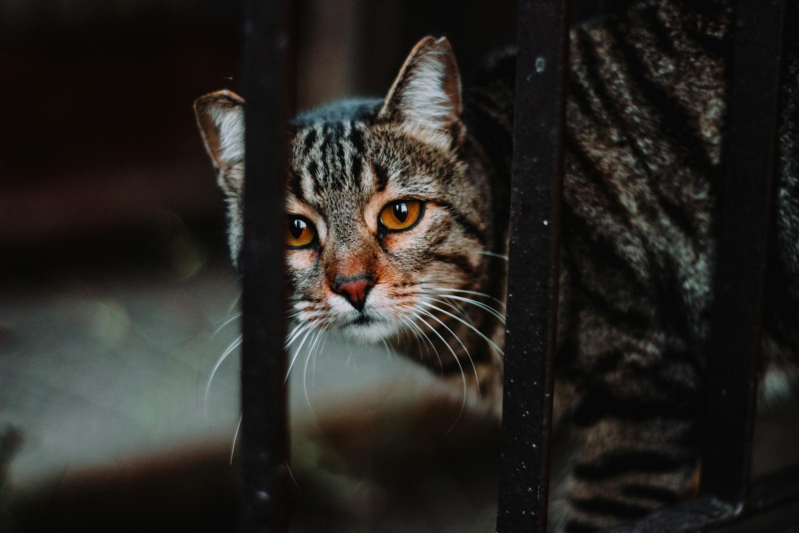Close-up of a tabby cat peeking through metal railings outdoors.