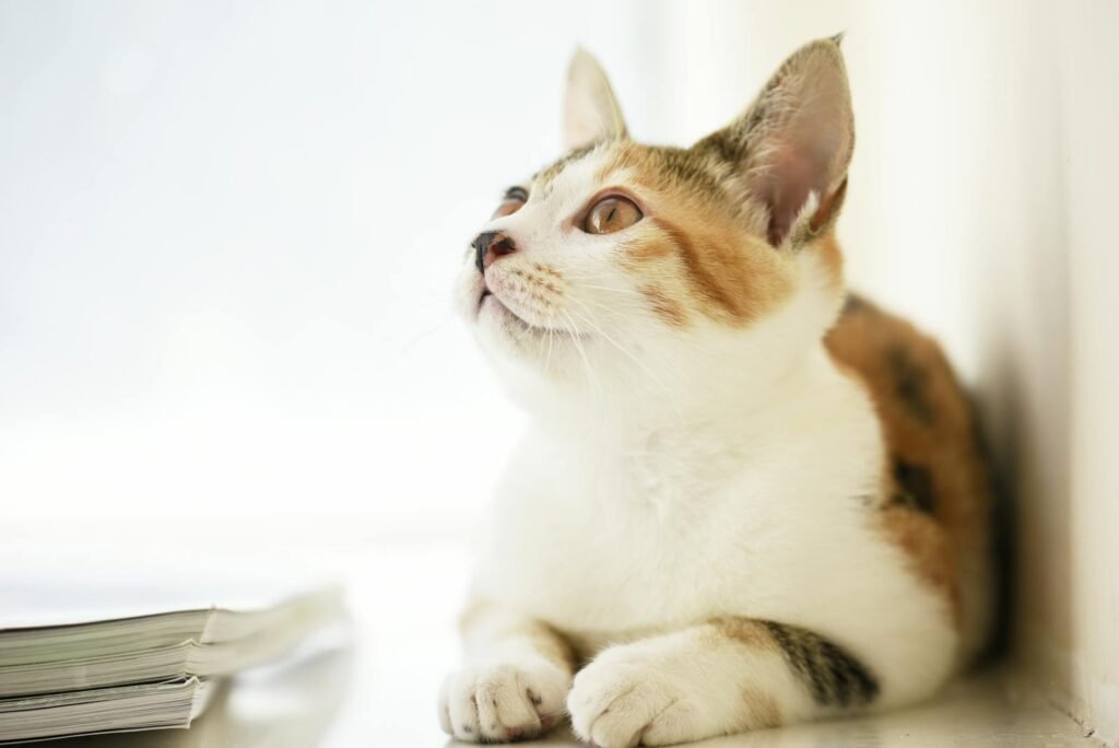 Charming calico kitten gazing curiously indoors, perched near magazines.