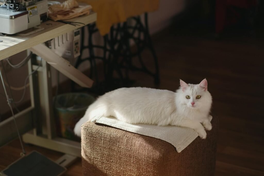 White Turkish Angora cat lounging indoors on a cozy stool in sunlight.