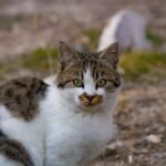 A close-up shot of a domestic cat with striking green eyes in an outdoor setting.