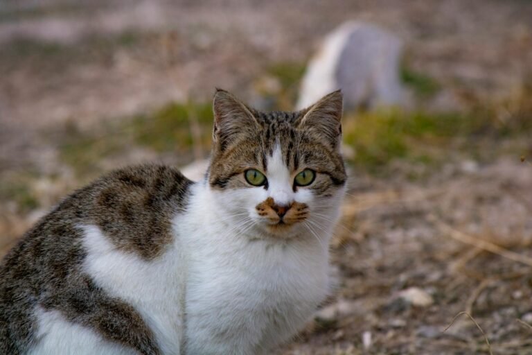 A close-up shot of a domestic cat with striking green eyes in an outdoor setting.
