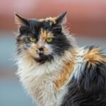 Close-up of a fluffy calico cat gazing intensely with a blurred outdoor background.