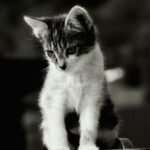 Adorable black and white kitten posing in a classic animal portrait.