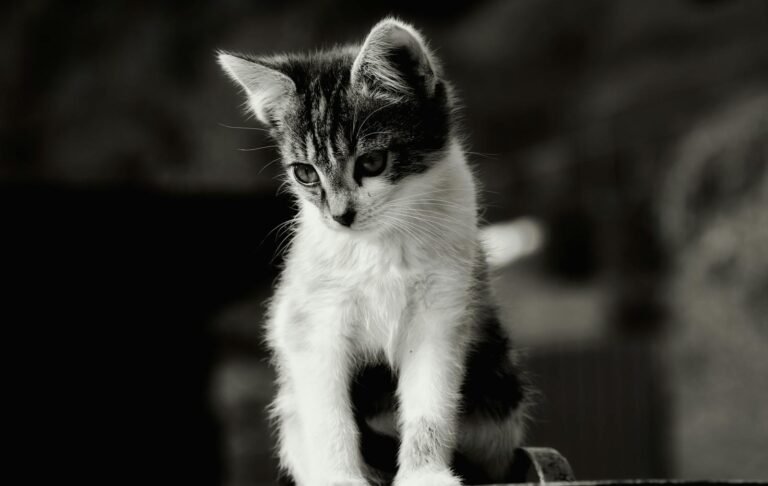 Adorable black and white kitten posing in a classic animal portrait.