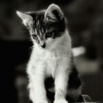 Adorable black and white kitten posing in a classic animal portrait.