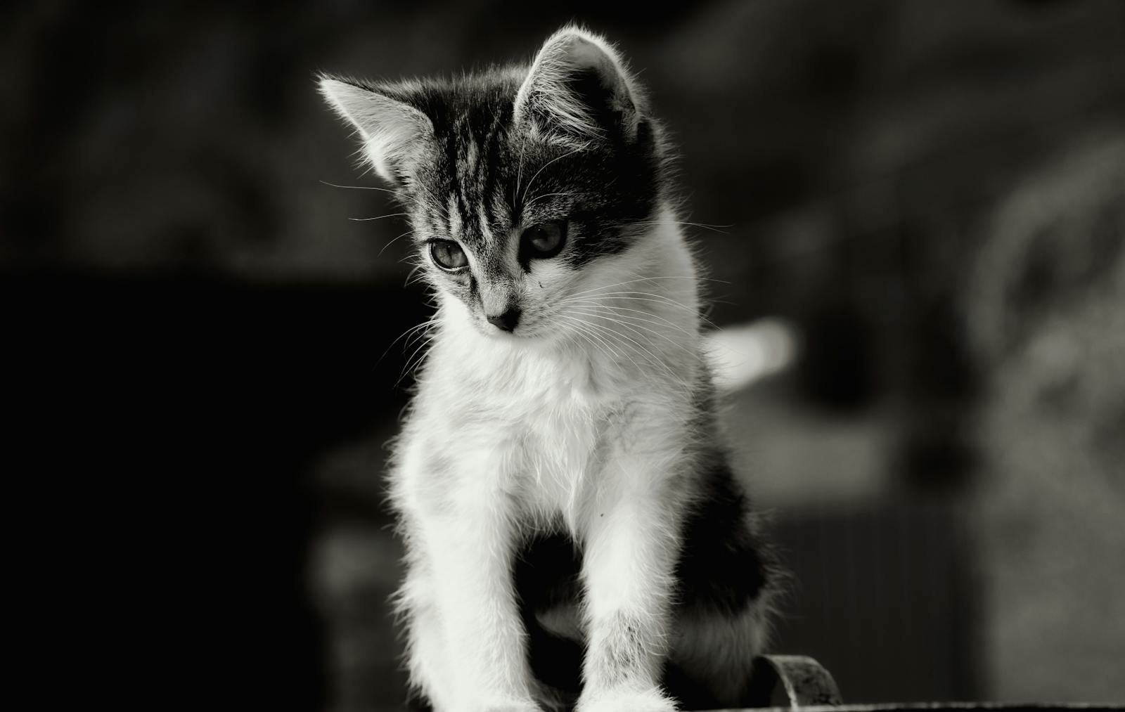 Adorable black and white kitten posing in a classic animal portrait.
