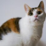 A close-up portrait of a cute calico cat with vivid eyes and soft fur, perfect for animal lovers.