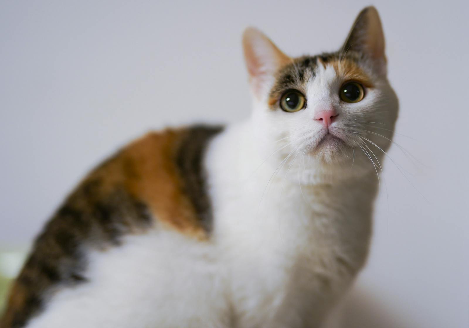 A close-up portrait of a cute calico cat with vivid eyes and soft fur, perfect for animal lovers.