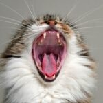 Close-up of a yawning cat showcasing open mouth, fangs, and whiskers, exuding a cute and amusing vibe.