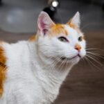 Close-up of a cute orange and white domestic cat indoors.
