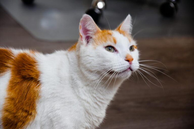 Close-up of a cute orange and white domestic cat indoors.