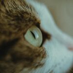 Close-up view of a cat's eye with soft lighting, highlighting its intricate details.