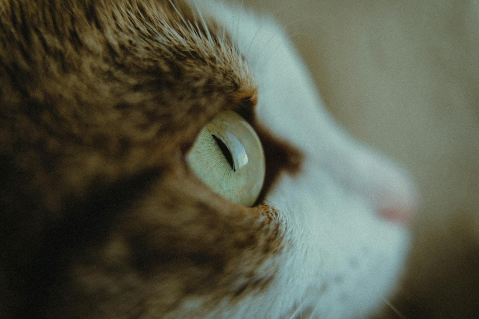 Close-up view of a cat's eye with soft lighting, highlighting its intricate details.