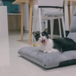 A humorous moment with a black and white cat yawning on a cushion in a modern home setting.