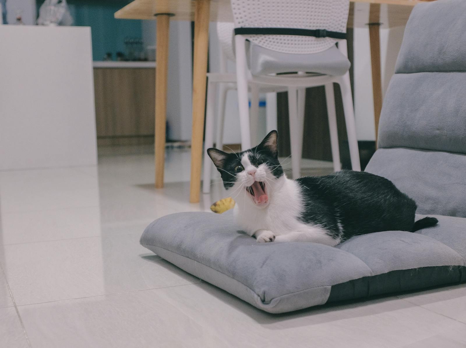 A humorous moment with a black and white cat yawning on a cushion in a modern home setting.
