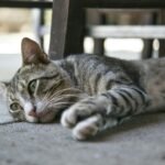 Close-up of an adorable tabby cat lounging on the floor indoors, looking relaxed.