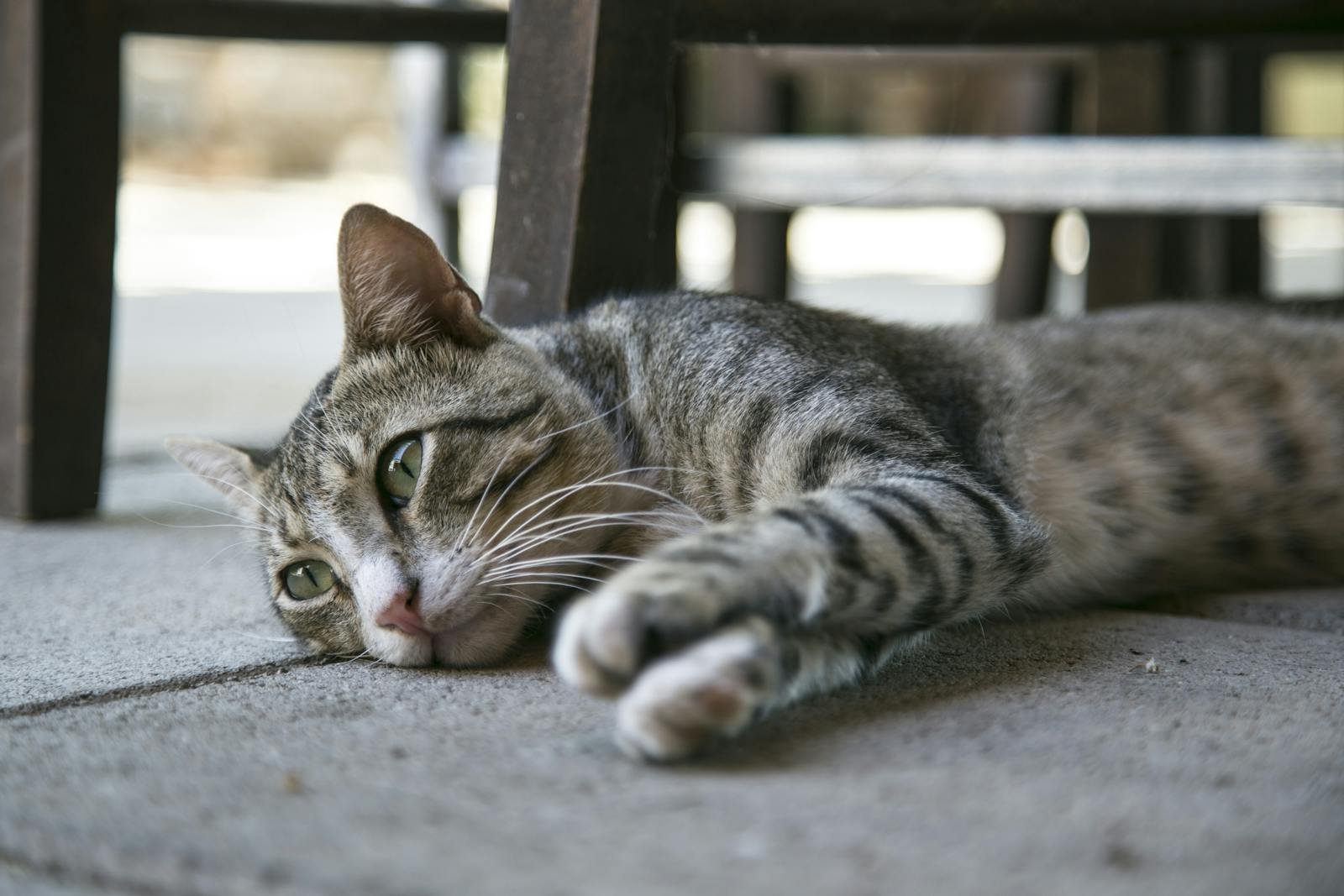 Close-up of an adorable tabby cat lounging on the floor indoors, looking relaxed.