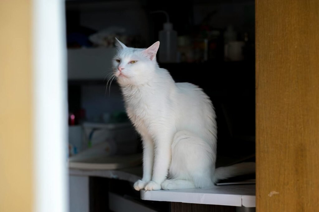 A serene white cat sitting on an indoor counter, gazing calmly.