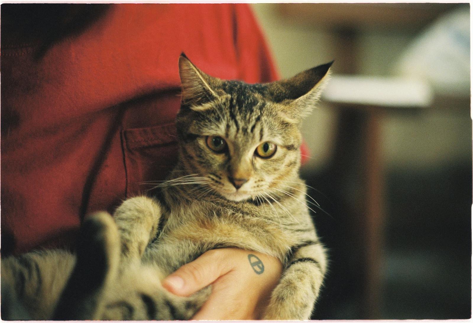 Close-up of a cat being held in a person's hands with a peace sign tattoo.