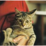 Close-up of a cat being held in a person's hands with a peace sign tattoo.