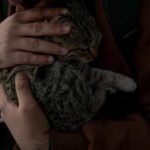 A person gently holds and comforts a tabby cat, capturing a tender and intimate moment.