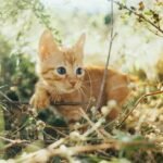 Charming ginger kitten exploring the sunlit outdoors among the leaves and branches, perfect for nature and pet themes.
