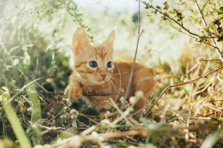 Charming ginger kitten exploring the sunlit outdoors among the leaves and branches, perfect for nature and pet themes.