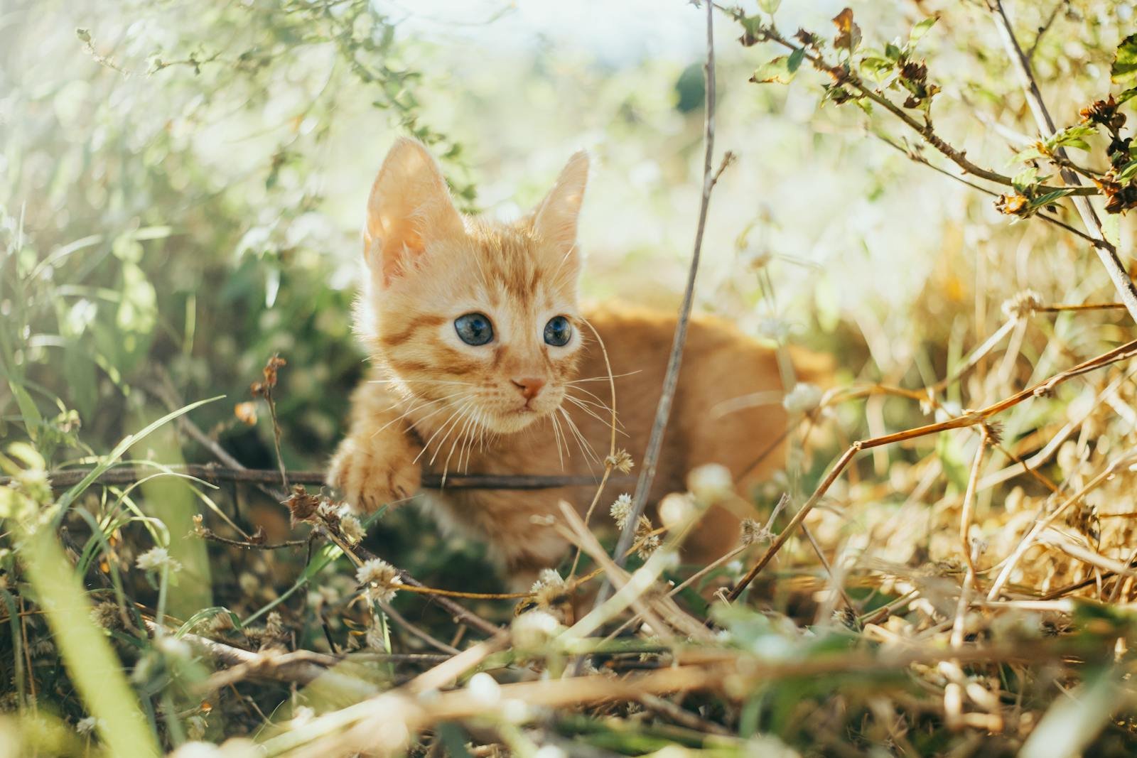 Charming ginger kitten exploring the sunlit outdoors among the leaves and branches, perfect for nature and pet themes.