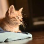 Cute tabby kitten lying on a blue cloth, basking in warm sunlight.