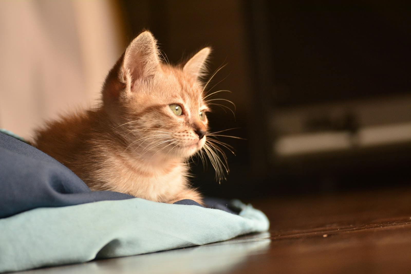 Cute tabby kitten lying on a blue cloth, basking in warm sunlight.