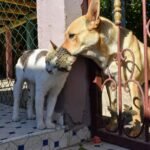 A friendly dog and cat cuddle against a gate in a sunny outdoor setting, showcasing interspecies friendship.