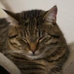 Close-up of a tabby cat sleeping peacefully, highlighting its fluffy fur.