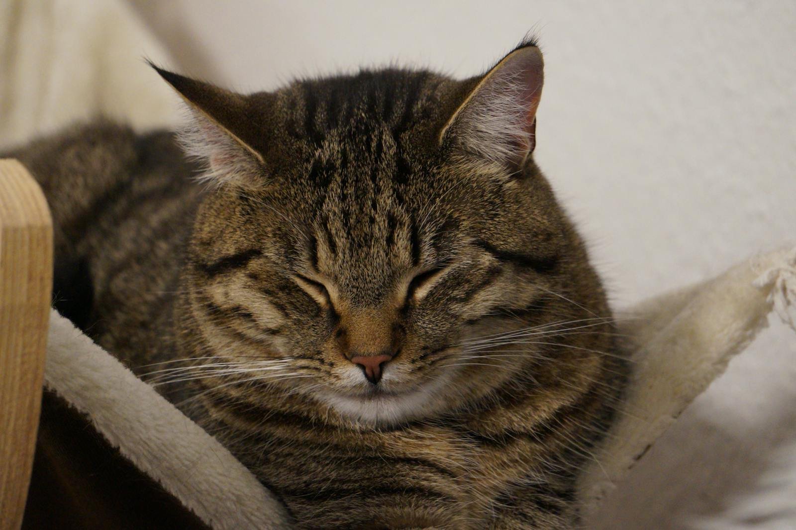 Close-up of a tabby cat sleeping peacefully, highlighting its fluffy fur.