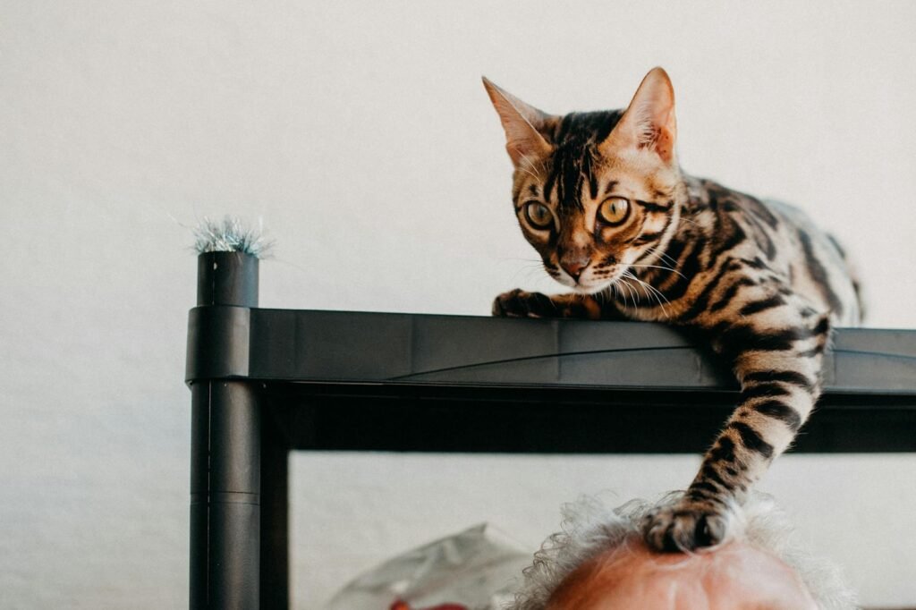 A playful Bengal cat reaches out its paw while lounging on a shelf indoors.