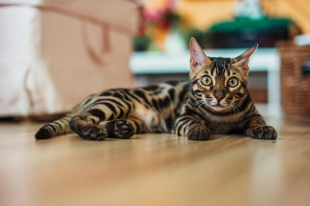 Close-up of a Bengal cat lying on the floor indoors, showcasing its distinct markings.