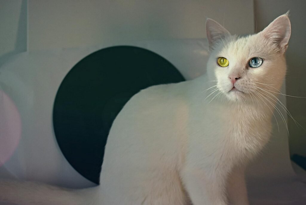 Majestic white cat with different colored eyes in a serene setting, perfect for pet lovers.
