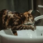 A Bengal cat drinking water directly from a bathroom faucet, showcasing its playful and curious nature.