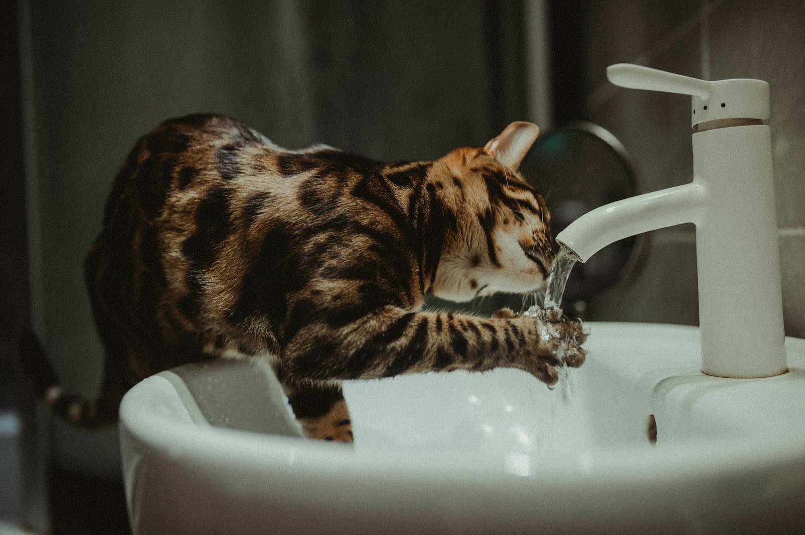 A Bengal cat drinking water directly from a bathroom faucet, showcasing its playful and curious nature.