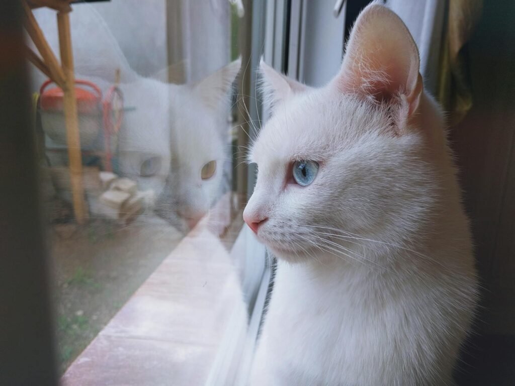 White cat with blue eyes gazing outside, reflecting on the window pane. Domestic tranquility captured in Iași, Romania.
