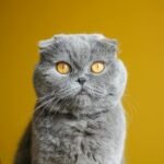 Adorable Scottish Fold cat with plush grey fur against a vibrant yellow backdrop.