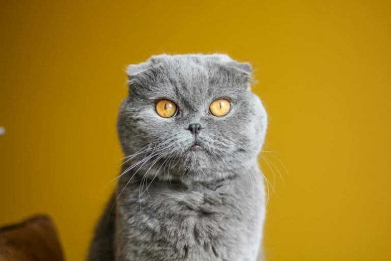 Adorable Scottish Fold cat with plush grey fur against a vibrant yellow backdrop.