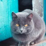 Adorable British Shorthair cat with striking amber eyes sitting by a rustic blue door.