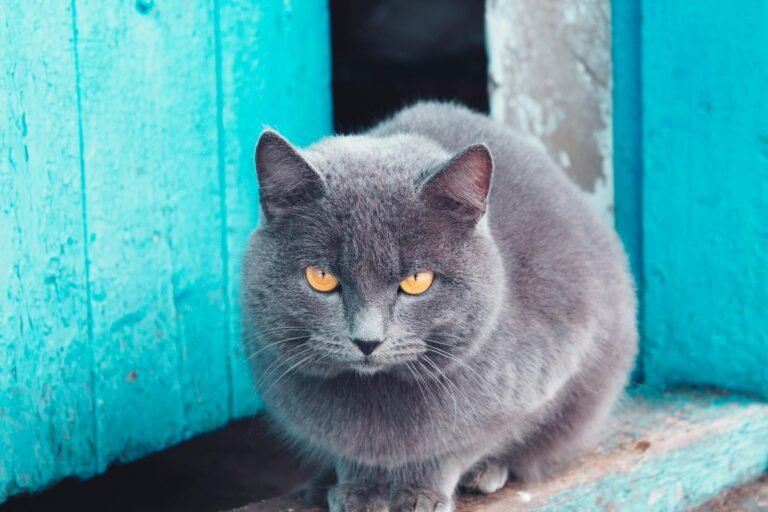 Adorable British Shorthair cat with striking amber eyes sitting by a rustic blue door.