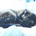 A peaceful tortoiseshell cat sleeping on a cozy white bed, highlighting domestic tranquility.