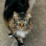 Close-up of a Maine Coon cat looking directly into the camera with a captivating gaze.