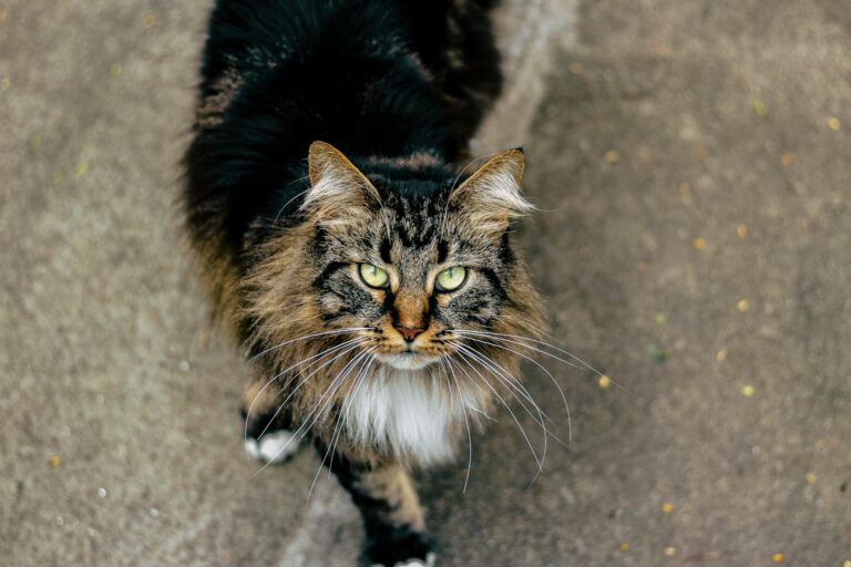 Close-up of a Maine Coon cat looking directly into the camera with a captivating gaze.